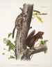 Sciurus Fremonsii Wiewiórka Fremont Rozmiar naturalny 2 Sciurus fuliginosus Wiewiórka fuligineux Rozmiar naturalny - John Woodhouse Audubon — widok dzieła