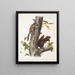 Sciurus Fremonsii Wiewiórka Fremont Rozmiar naturalny 2 Sciurus fuliginosus Wiewiórka fuligineux Rozmiar naturalny - John Woodhouse Audubon — oprawiony obraz na ścianie