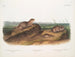 Spermophile de Townsend, myszy polne z Oregon, myszy polne z Teksasu - John Woodhouse Audubon — widok dzieła