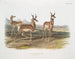 Antylopa amerykańska, samiec i samica - John Woodhouse Audubon — widok dzieła