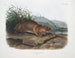 Aplodontie leporine, le Sewellel, taille naturelle - John Woodhouse Audubon — widok dzieła