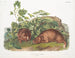 Marmot Lewis w rozmiarze naturalnym - John Woodhouse Audubon — widok dzieła