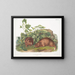 Marmot Lewis w rozmiarze naturalnym - John Woodhouse Audubon — oprawiony obraz na ścianie