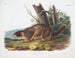 Marmot z żółtym brzuchem samiec w rozmiarze naturalnym - John Woodhouse Audubon — widok dzieła