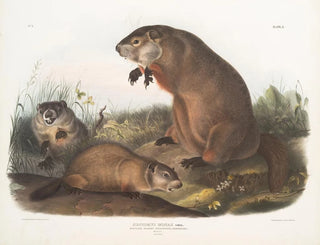 John Woodhouse Audubon - Arctomys monax Maryland Marmot Woodchuck Groundhog Natural size Old  young.webp