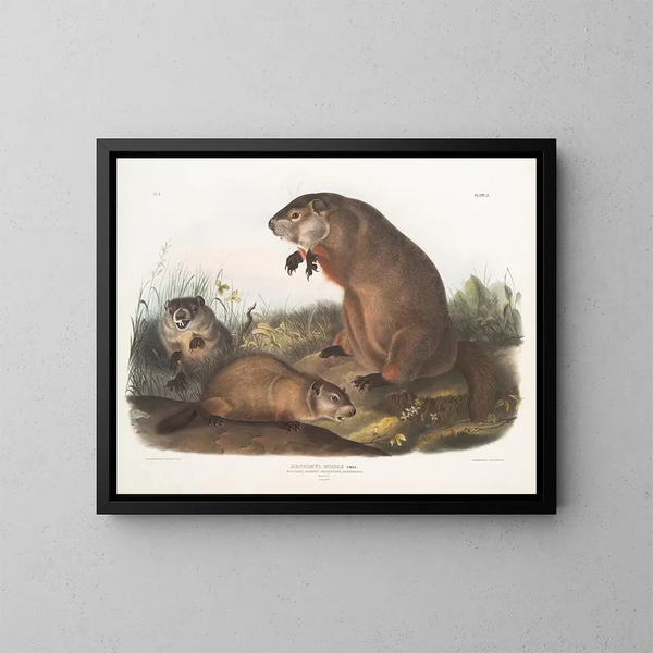 Marmotte Maryland - John Woodhouse Audubon — oprawiony obraz na ścianie