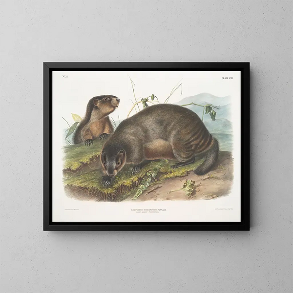 Marmotte des neiges - John Woodhouse Audubon — oprawiony obraz na ścianie