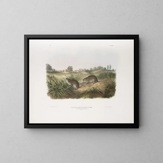 John Woodhouse Audubon - Arvicola Pennsylvanicus Wilsons Meadow Mouse Natural size.webp