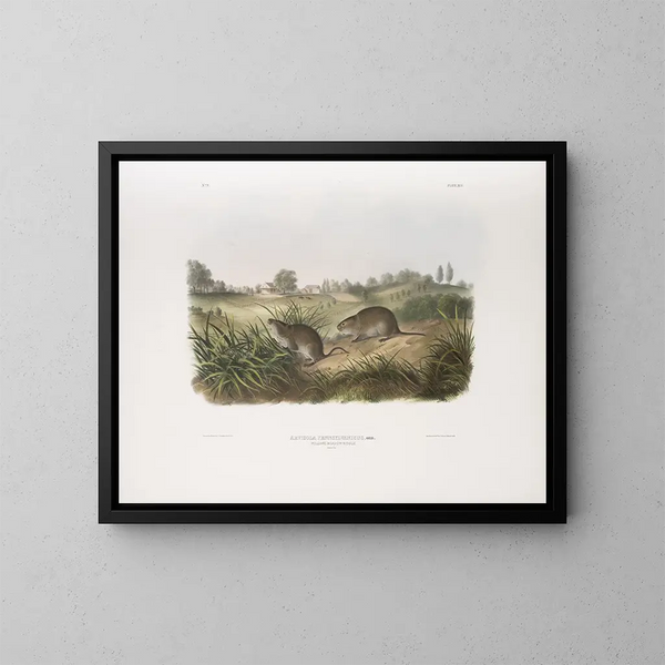 Pola mysz leśnych z Pensylwanii w rozmiarze naturalnym - John Woodhouse Audubon — oprawiony obraz na ścianie