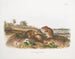 Rat cotonnier taille naturelle - John Woodhouse Audubon — widok dzieła