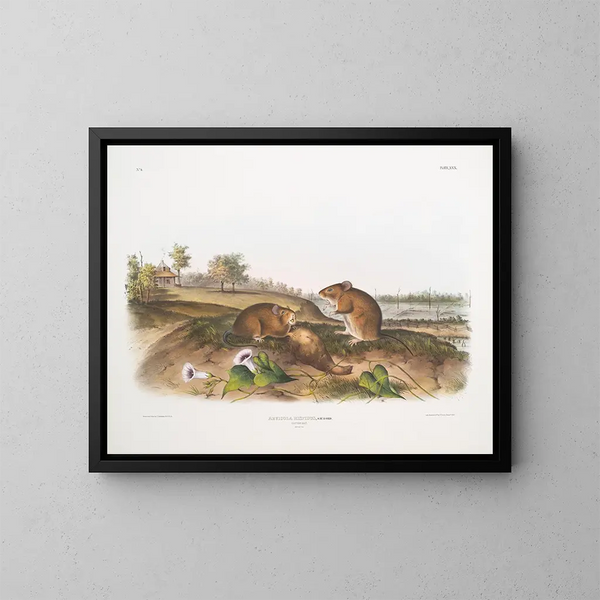 Rat cotonnier taille naturelle - John Woodhouse Audubon — oprawiony obraz na ścianie