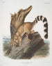 Bassaris sprytnego Bassaris z ogonem pierścieniowym, samiec w rozmiarze naturalnym - John Woodhouse Audubon — widok dzieła