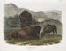 Amerykański bizon 1 samica 2 młode 3 samce - John Woodhouse Audubon — widok dzieła