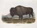amerykańskiego bizona samca - John Woodhouse Audubon — widok dzieła