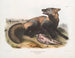 Krzyżujący się lis amerykański - John Woodhouse Audubon — widok dzieła