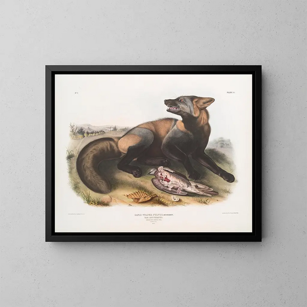 Krzyżujący się lis amerykański - John Woodhouse Audubon — oprawiony obraz na ścianie