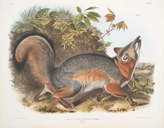 Szary lis - John Woodhouse Audubon — widok dzieła