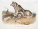 Psów eskimoskich - John Woodhouse Audubon — widok dzieła