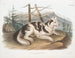 Samiec psa domowego z Indii - John Woodhouse Audubon — widok dzieła