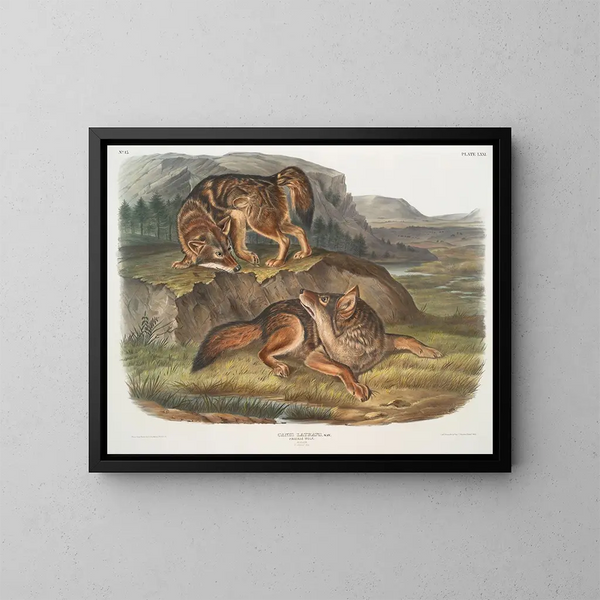 Samiec wilka z prerii - John Woodhouse Audubon — oprawiony obraz na ścianie