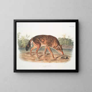 John Woodhouse Audubon - Canis lupus Red Texan Wolf Male.webp