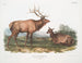 Kanadyjskiego łabędzia samca i samicy - John Woodhouse Audubon — widok dzieła
