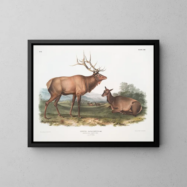 Kanadyjskiego łabędzia samca i samicy - John Woodhouse Audubon — oprawiony obraz na ścianie