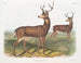 Samiec jelenia kolumbijskiego z czarną ogonem Richarda - John Woodhouse Audubon — widok dzieła