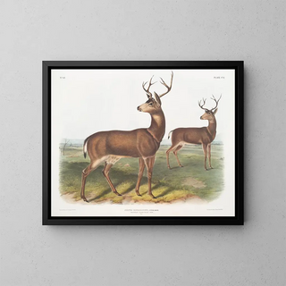 John Woodhouse Audubon - Cervus Richardsonii Columbian Blacktailed Deer Male.webp
