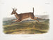 Samiec jeleń z długim ogonem - John Woodhouse Audubon — widok dzieła