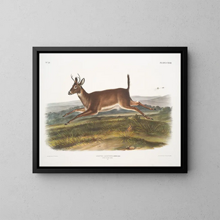 Samiec jeleń z długim ogonem - John Woodhouse Audubon — oprawiony obraz na ścianie