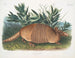 Tatou na dziewięciu pasach, samiec, rozmiar naturalny - John Woodhouse Audubon — widok dzieła