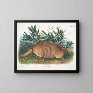 John Woodhouse Audubon - Dasypus Peba Ninebanded Armadillo Male Natural size.webp