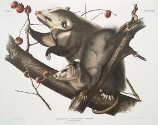 John Woodhouse Audubon - Didelphis Virginiana Virginian Opossum Female  young male 7 months old Natural size.webp