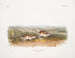 Gerbille à poche de Phillips samiec w rozmiarze naturalnym - John Woodhouse Audubon — widok dzieła