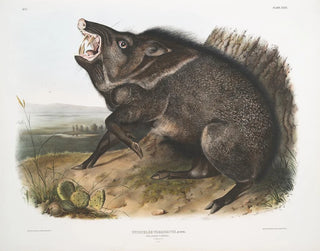 Peccary à collier mâle - John Woodhouse Audubon — widok dzieła