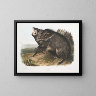 Peccary à collier mâle - John Woodhouse Audubon — oprawiony obraz na ścianie