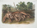 Félin concolor, młoda samica pumy - John Woodhouse Audubon — widok dzieła