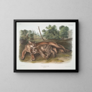 John Woodhouse Audubon - Felis concolor The Cougar Female  young.webp