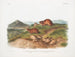 Fauve Lemming w rozmiarze naturalnym, Lemming z trzema rogami, rozmiar naturalny - John Woodhouse Audubon — widok dzieła