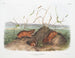 Szczur z Columbia w naturalnej wielkości - John Woodhouse Audubon — widok dzieła