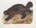 Gulo luscus, le glouton - John Woodhouse Audubon — widok dzieła
