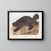 Gulo luscus, le glouton - John Woodhouse Audubon — oprawiony obraz na ścianie