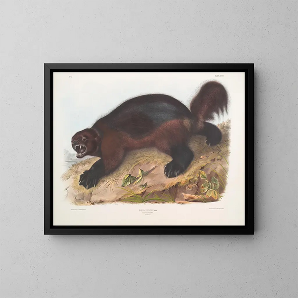 Gulo luscus, le glouton - John Woodhouse Audubon — oprawiony obraz na ścianie