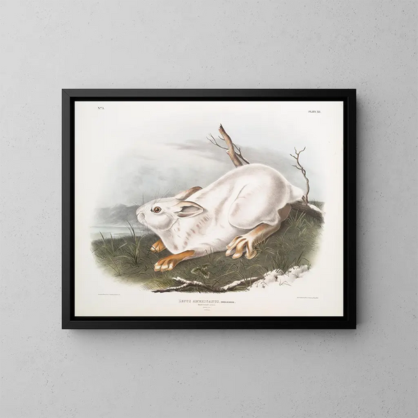 Lièvre d'Amérique, rozmiar naturalny, zima - John Woodhouse Audubon — oprawiony obraz na ścianie
