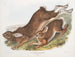 Lièvre d'Amérique - John Woodhouse Audubon — widok dzieła