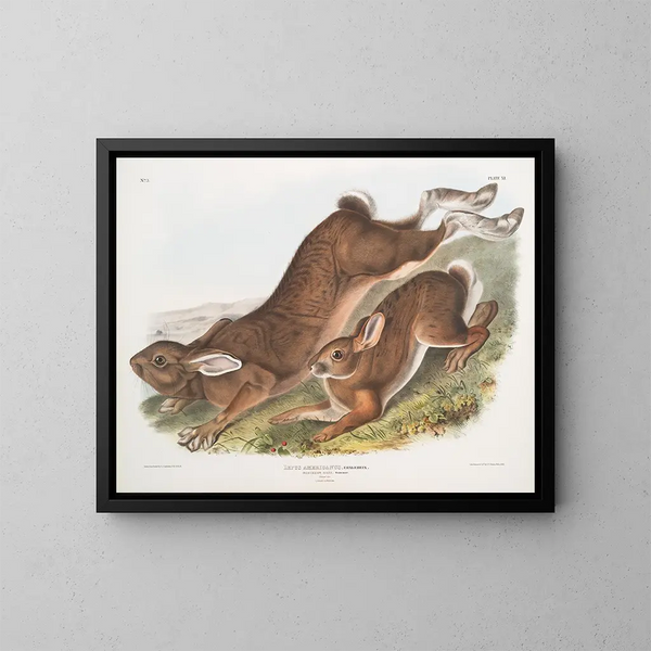 Lièvre d'Amérique - John Woodhouse Audubon — oprawiony obraz na ścianie