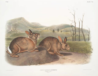 Lièvre de Bachman w rozmiarze naturalnym - John Woodhouse Audubon — widok dzieła