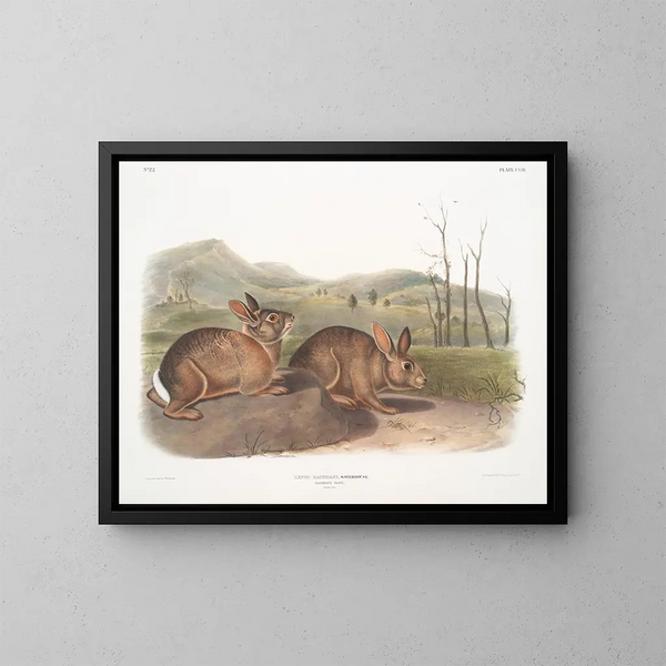 Lièvre de Bachman w rozmiarze naturalnym - John Woodhouse Audubon — oprawiony obraz na ścianie