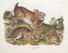 Lièvre sylvestre, szary królik, rozmiar naturalny, stary i młody - John Woodhouse Audubon — widok dzieła